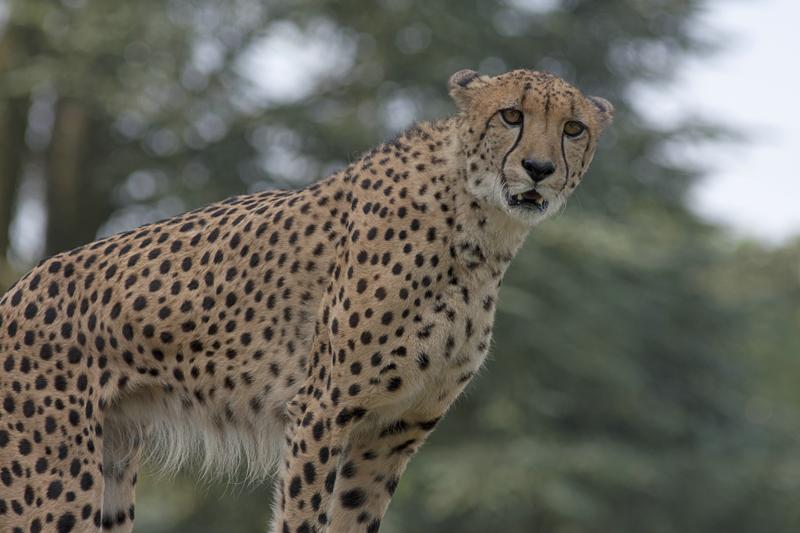 Cjp_2011_08_02_075347 (2).jpg